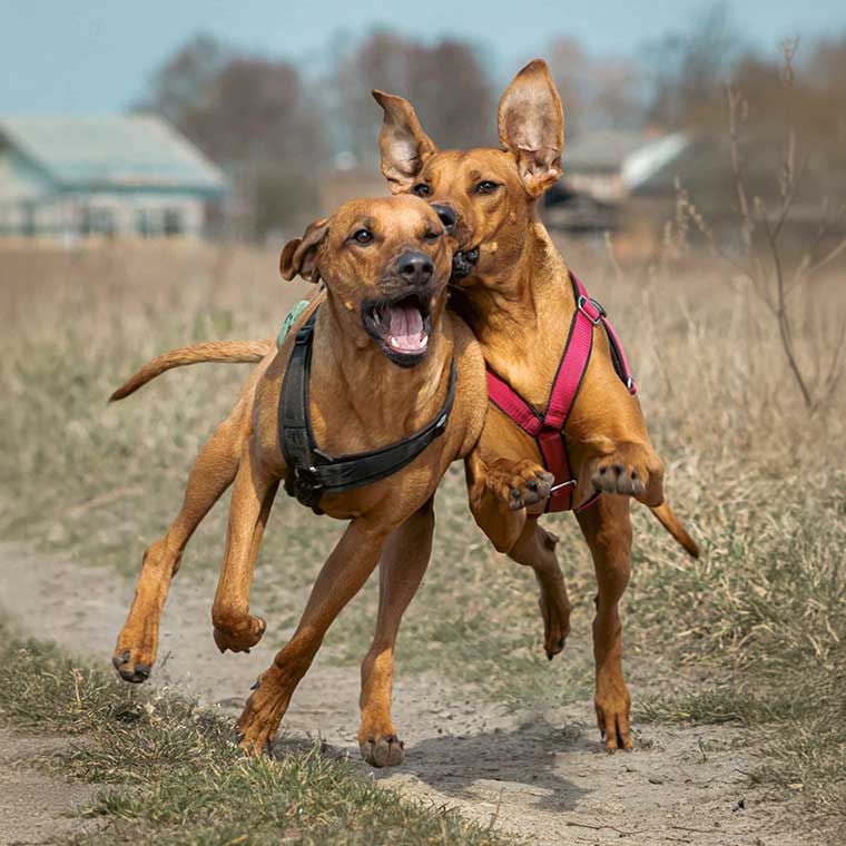 Zwei Rhodesian Ridgebacks spielen zusam.men im Freien, abgesichert durch eine Hunde-OP-Versicherung