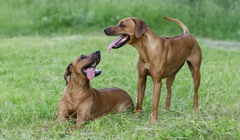 Zwei junge Rhodesian Ridgebacks liegen im Gras, abgesichert durch eine Hundekrankenversicherung.