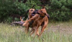 Zwei spielende Ridgebacks im Wald, abgesichert durch eine Hunde-OP-Versicherung.