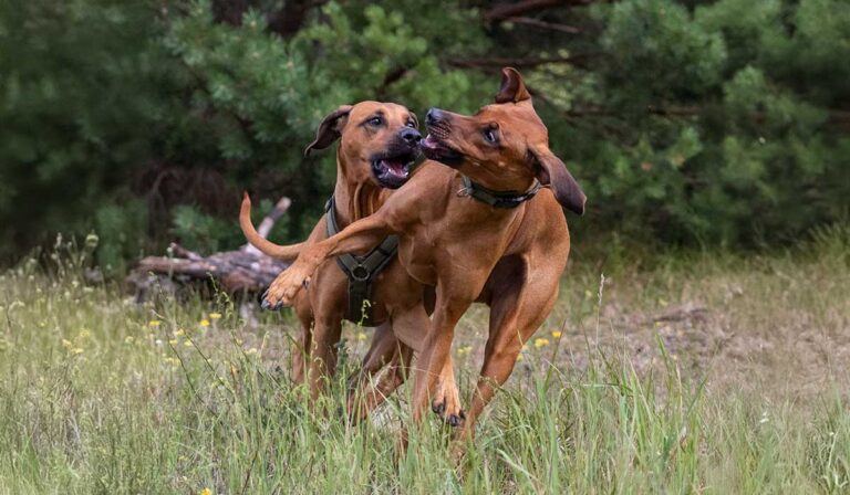 Zwei spielende Ridgebacks im Wald, abgesichert durch eine Hunde-OP-Versicherung.