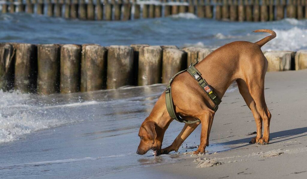 Ein Rhodesian Ridgeback spielt am Meer mit den Wellen, abgesichert durch eine Hundeversicherung.