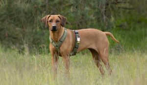 Ein Rhodesian Ridgeback mit grünem Geschirr, abgesichert durch eine Hundekrankenversicherung.