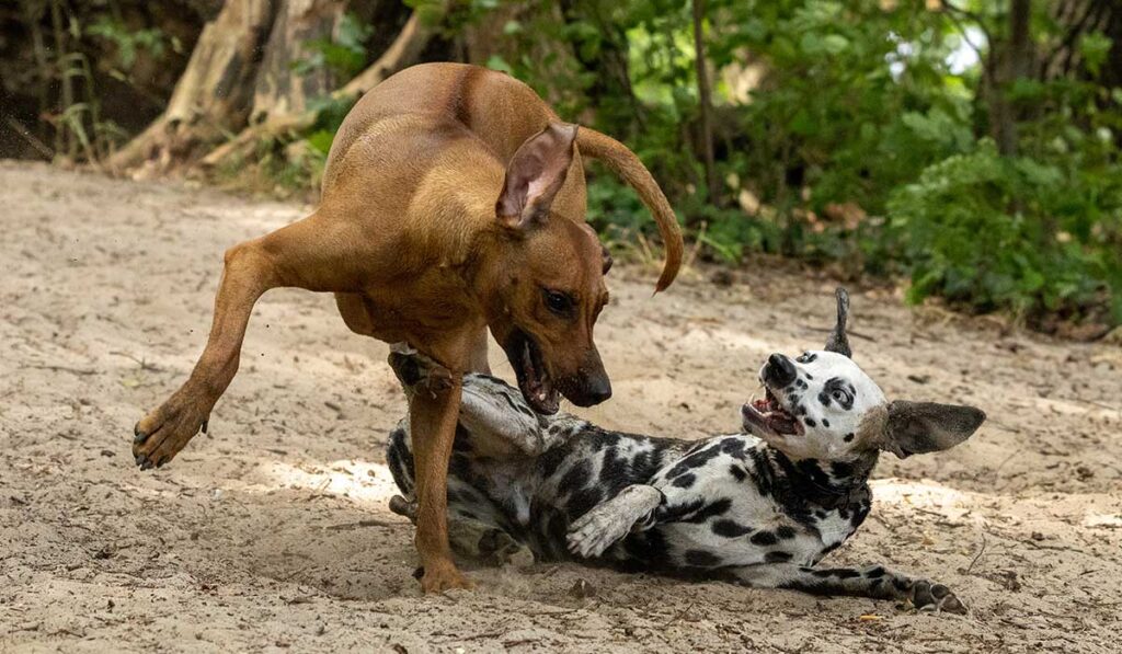 Ein Ridgeback und ein Dalmatiner spielen am Flussufer, abgesichert durch eine Hundeversicherung.