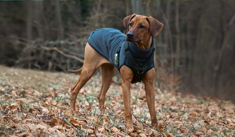 Ein Rhodesian Ridgeback im Herbstlaub, bekleidet mit einem Hundepullover, abgesichert durch eine Hundeversicherung.