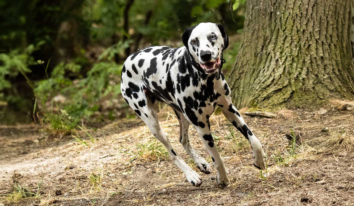 Mehr über den Artikel erfahren Das sind die gesetzlichen Vorschriften zur Hundehaftpflichtversicherung