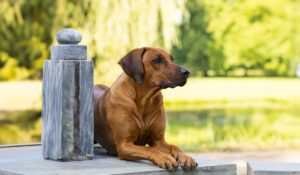 Ein Rhodesian Ridgeback Hund steht an einer Säule, abgesichert durch eine Hundehaftpflicht-Versicherung.