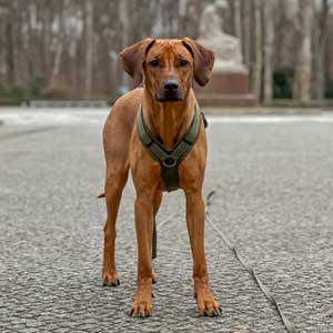 Ein 10 Monate alter Rhodesian Ridgeback im Park, geschützt durch eine Hundekrankenversicherung.