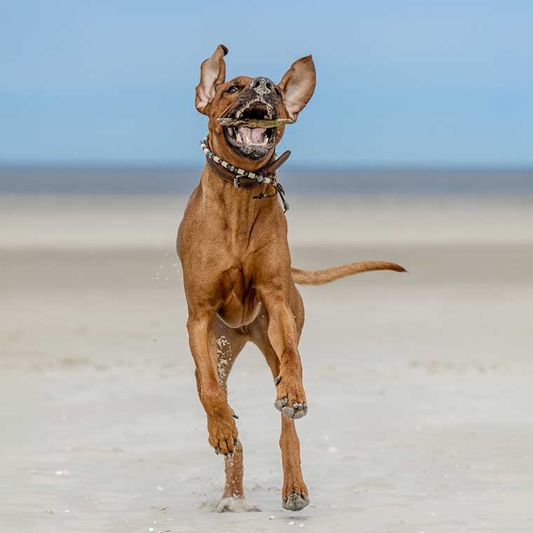 Ein Ridgeback spielt am Strand, abgesichert durch eine Hundeversicherung.