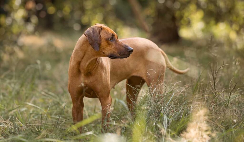 Ein Rhodesian Ridgeback genießt den Sommer im Freien, abgesichert durch eine Hunde OP-Versicherung.