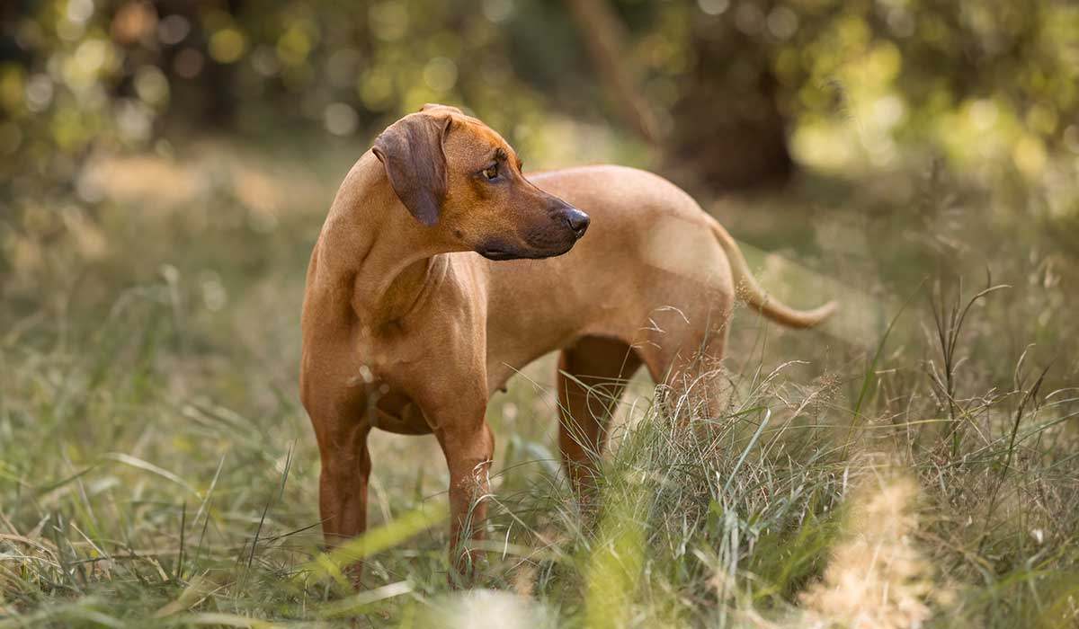 Mehr über den Artikel erfahren Analyse: Lohnt sich eine Tierarztversicherung für Hunde?