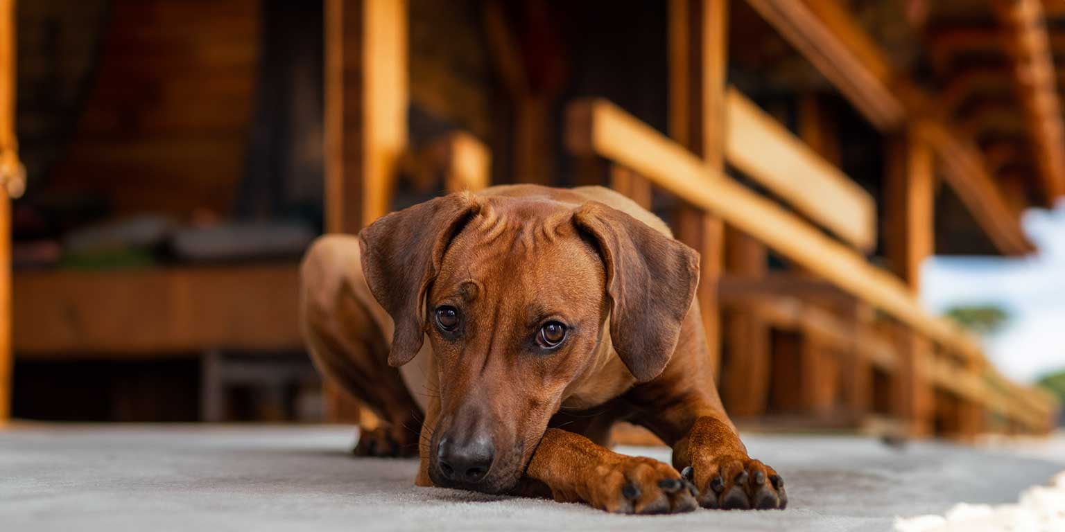 Ein junger Hund steht vor einer Holzhütte, abgesichert durch eine Hundeversicherung.