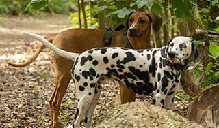 Ein Ridgeback und ein Dalmatiner spielen zusammen, abgesichert durch eine Hunde-Krankenversicherung.