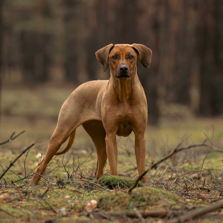 Eine wunderschöne Rhodesian Ridgeback Hündin im Wald, abgesichert durch eine Hundeversicherung.