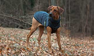 Ein junger Rhodesian Ridgeback im Jumper, geschützt durch eine Hundekrankenversicherung.