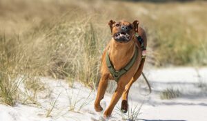 Eine Rhodesian Ridgeback Hündin läuft am Sandstrand, abgesichert durch eine Hundekrankenversicherung.