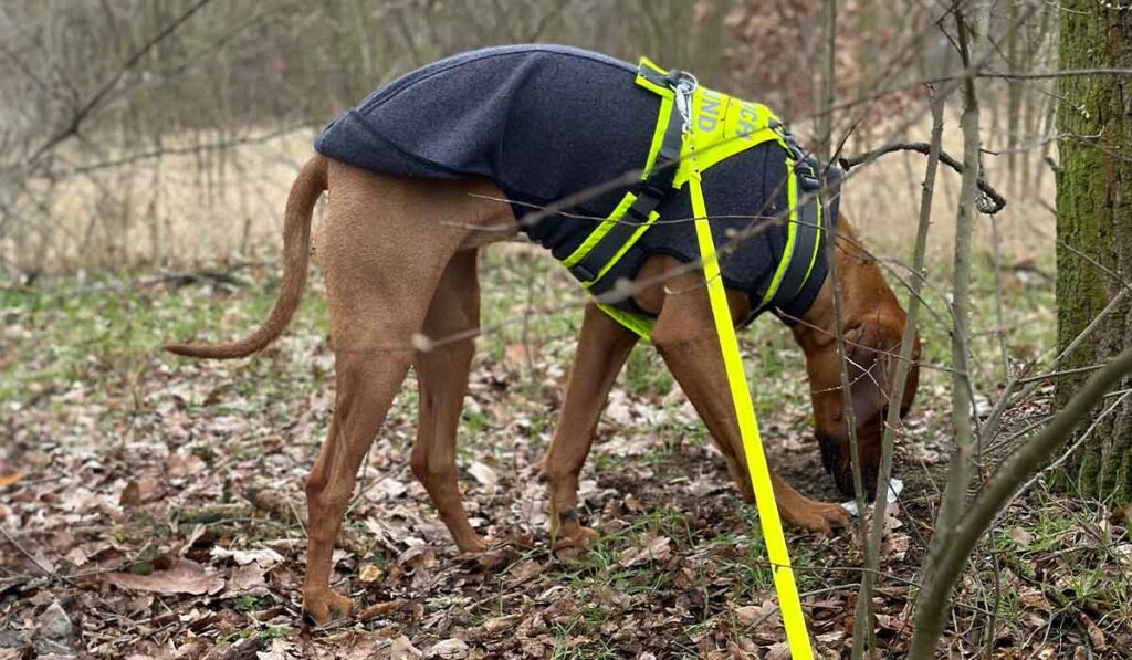 Ein Rhodesian Ridgeback zieht an der Leine während des Mantrailings.