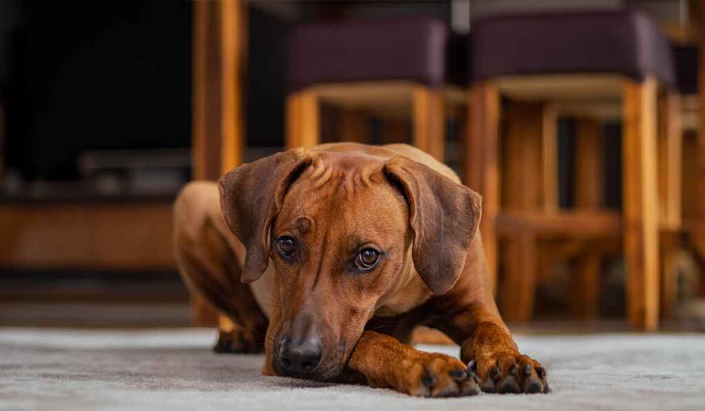 BARF Fütterung Rhodesian Ridgeback