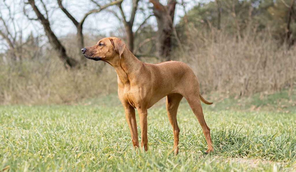 Rhodesian Ridgeback Hund – die richtige Ernährung: BARF, Fertigfutter oder Selbstgekochtes