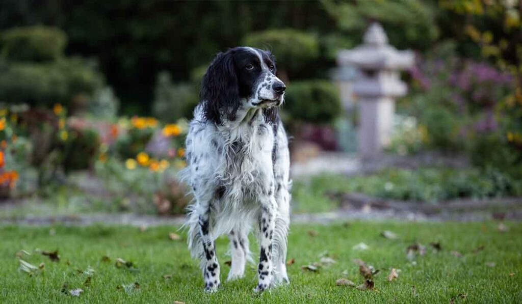 Ein Gordon Setter beobachtet etwas gespannt im Garten.